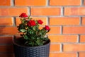 Miniature red blossom rose growing in black color plastic rattan flower pot in home outdoors, horticulture.