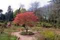 Miniature Red Maple Bush