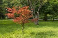 Miniature Red Maple Royalty Free Stock Photo