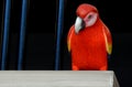 A miniature of red parrot