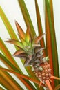 Miniature red pineapple