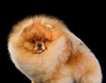 Miniature red Pomeranian Spitz