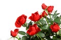 Miniature red roses Royalty Free Stock Photo