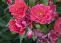 Miniature red roses and buds, Hall Park, Frisco, Texas Royalty Free Stock Photo