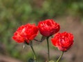 Miniature red roses flower blooming in the garden Royalty Free Stock Photo