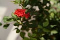 Miniature red roses for home garden and room. Pink rose plant in a pot on the windowsill Royalty Free Stock Photo