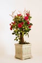Miniature Red Roses in a Pot Royalty Free Stock Photo