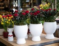 Miniature red roses in pots in a flower shop. Royalty Free Stock Photo