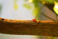 Miniature red tree sap on a Terminalia Ivorensis tree