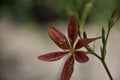 Miniature Red and Yellow spotted Lily Royalty Free Stock Photo