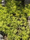 Miniature rockery landscape sedum lineare