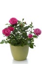 Miniature Rose house plant Royalty Free Stock Photo