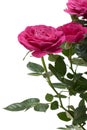 Miniature Rose house plant Royalty Free Stock Photo