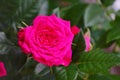 Miniature Rose house plant in flower pot Royalty Free Stock Photo
