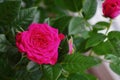 Miniature Rose house plant in flower pot Royalty Free Stock Photo