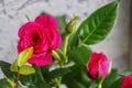 Miniature Rose house plant in flower pot Royalty Free Stock Photo