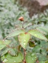 Miniature rose leaves with rain drops Royalty Free Stock Photo