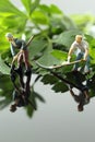 Miniature scale model gardeners with tools cutting flat leaf parsley