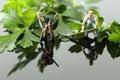 Miniature scale model gardeners with tools cutting flat leaf parsley