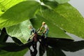 Miniature scale model gardeners with tools cutting sage leaves