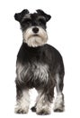 Miniature Schnauzer, 10 months old, standing Royalty Free Stock Photo