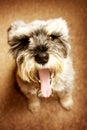 Miniature Schnauzer Royalty Free Stock Photo