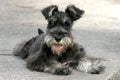 Miniature Schnauzer Royalty Free Stock Photo