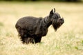 Miniature Schnauzer