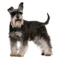 Miniature Schnauzer, 6 years old, standing