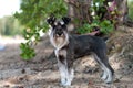 Miniature Schnauzer Royalty Free Stock Photo