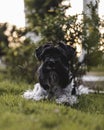 Miniature Schnauzer chilling in the grass Royalty Free Stock Photo