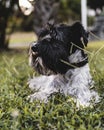 Miniature Schnauzer chilling in the grass Royalty Free Stock Photo