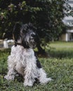 Miniature Schnauzer chilling in the grass Royalty Free Stock Photo