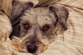 Miniature schnauzer dog bundled in blankets Royalty Free Stock Photo