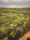 Miniature Schnauzer dog on dune reserve Royalty Free Stock Photo