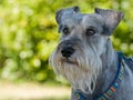 Miniature schnauzer dog focused Royalty Free Stock Photo