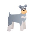 Miniature Schnauzer dog illustration in flat style on white background. Vector purebred puppy cartoon character for design