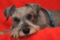 Miniature schnauzer dog laying on red blanket