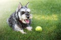 Miniature schnauzer dog lying on the grass with a tennis ball Royalty Free Stock Photo