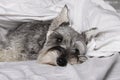 Miniature schnauzer dog is lying and sleeping in bed Royalty Free Stock Photo