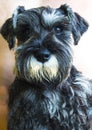 Miniature Schnauzer dog. Miniature schnauzer sits on white background Royalty Free Stock Photo
