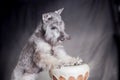 Miniature schnauzer dog plays on a darbuk