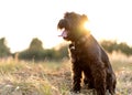 Miniature schnauzer dog plays at sunset Royalty Free Stock Photo