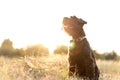 Miniature schnauzer dog plays at sunset Royalty Free Stock Photo