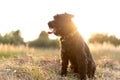 Miniature schnauzer dog plays at sunset Royalty Free Stock Photo