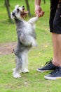 Miniature schnauzer dog shaking hands Royalty Free Stock Photo