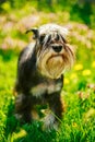 Miniature Schnauzer Dog Sitting In Green Grass Outdoor Royalty Free Stock Photo