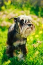 Miniature Schnauzer Dog Sitting In Green Grass Outdoor Royalty Free Stock Photo