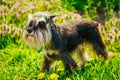 Miniature Schnauzer Dog Sitting In Green Grass Outdoor Royalty Free Stock Photo