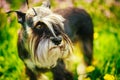 Miniature Schnauzer Dog Sitting In Green Grass Outdoor Royalty Free Stock Photo